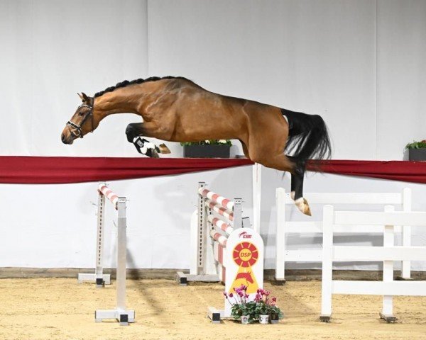 stallion Don Arko (Holsteiner, 2020, from Del 'Arko d'Henvet)