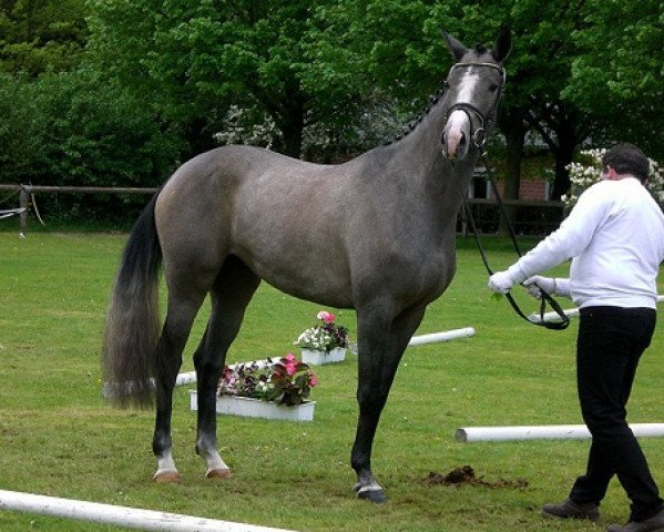 broodmare Felizitas (Trakehner, 2009, from Impetus)