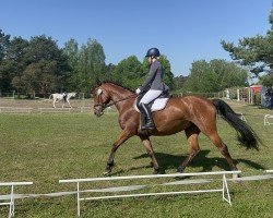 horse Cascadena 3 (German Sport Horse, 2015, from Cappucino)