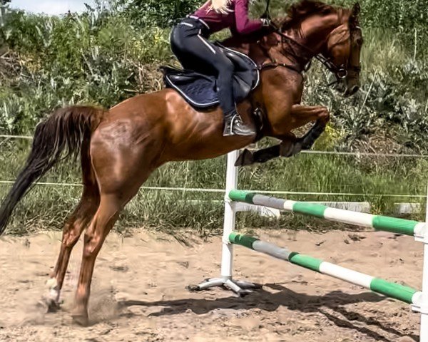 broodmare Paspea (Brandenburg, 2009, from Pasco)