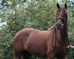 dressage horse La Calliste (German Riding Pony, 2014, from Can Dance 3)