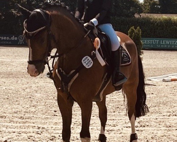 jumper Tullamore 14 (German Riding Pony, 2019, from Topolino)