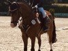 jumper Tullamore 14 (German Riding Pony, 2019, from Topolino)