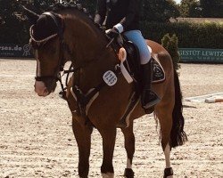 jumper Tullamore 14 (German Riding Pony, 2019, from Topolino)