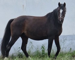 broodmare Tahoe (Holsteiner, 2003, from Lou Bega)