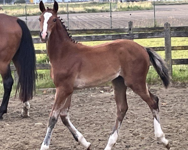 Fohlen von Bibra (Ermitage- Kalone) (Belgisches Warmblut, 2024, von Ermitage Kalone)