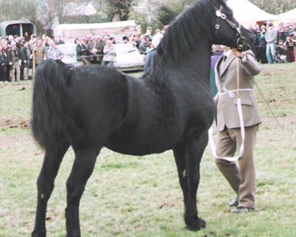 stallion Geler Sambo (Welsh-Cob (Sek. D), 1983, from Gwenllan del Du)