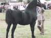 stallion Geler Sambo (Welsh-Cob (Sek. D), 1983, from Gwenllan del Du)