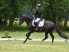 dressage horse Django (German Riding Pony, 2019, from Del Estero NRW)