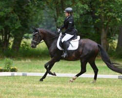 dressage horse Django (German Riding Pony, 2019, from Del Estero NRW)