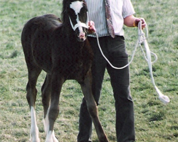 Pferd Nebo Gerallt (Welsh-Cob (Sek. D), 1992, von Geler Sambo)