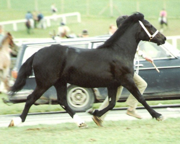 Pferd Tardebigge Eliza (Welsh-Cob (Sek. D), 1987, von Geler Sambo)