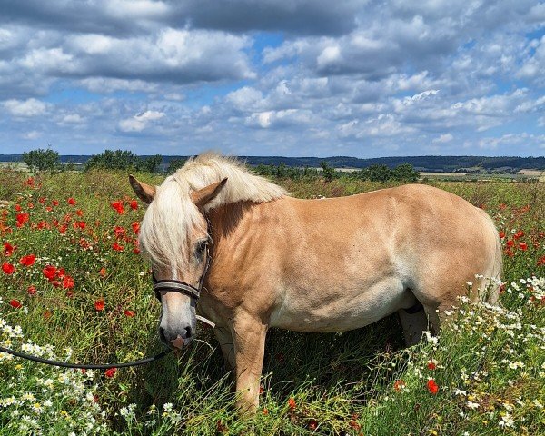 horse Nemo (Haflinger, 2022, from Natiello (0,39% ox))