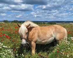 Pferd Nemo (Haflinger, 2022, von Natiello (0,39% ox))