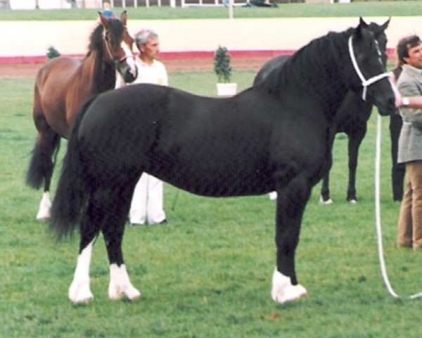 horse Tardebigge Esther (Welsh-Cob (Sek. D), 1987, from Llanarth Solo)