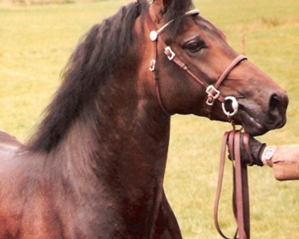 stallion Llanarth Solo (Welsh-Cob (Sek. D), 1981, from Llanarth True Briton)