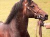 stallion Llanarth Solo (Welsh-Cob (Sek. D), 1981, from Llanarth True Briton)