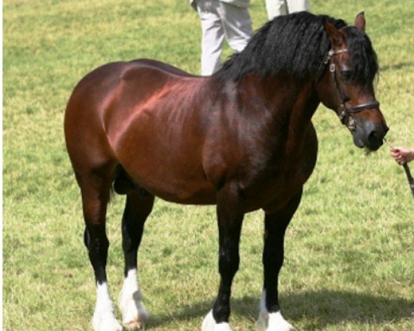 Pferd Oxspring Prince (Welsh-Cob (Sek. D),  , von Llanarth Solo)