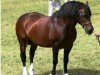 Pferd Oxspring Prince (Welsh-Cob (Sek. D),  , von Llanarth Solo)