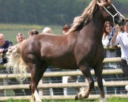 broodmare Pennal New Model (Welsh-Cob (Sek. D), 2003, from Oxspring Prince)