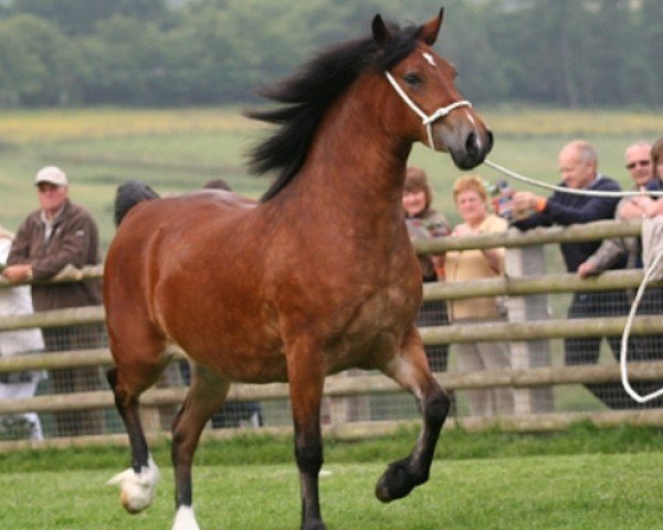 broodmare Pennal Super Model (Welsh-Cob (Sek. D), 2008, from Gwenllan Brynmor)