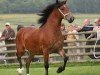 broodmare Pennal Super Model (Welsh-Cob (Sek. D), 2008, from Gwenllan Brynmor)