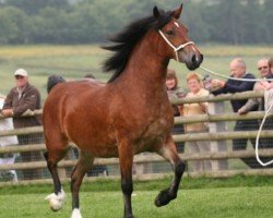 Zuchtstute Pennal Super Model (Welsh-Cob (Sek. D), 2008, von Gwenllan Brynmor)