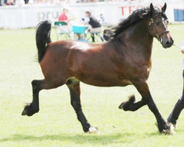 horse Pennal Apollo (Welsh-Cob (Sek. D), 2012, from Pennal Welsh Guard)