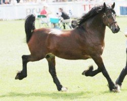 horse Pennal Apollo (Welsh-Cob (Sek. D), 2012, from Pennal Welsh Guard)