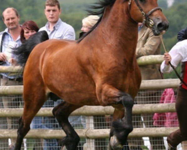 stallion Pennal Welsh Guard (Welsh-Cob (Sek. D), 2006, from Gwenllan Brynmor)