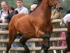 Deckhengst Pennal Welsh Guard (Welsh-Cob (Sek. D), 2006, von Gwenllan Brynmor)