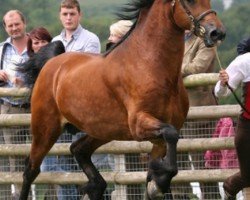 Deckhengst Pennal Welsh Guard (Welsh-Cob (Sek. D), 2006, von Gwenllan Brynmor)