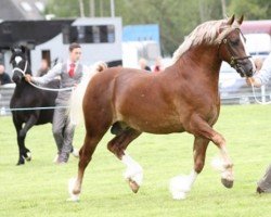 horse Penal Carwyn (Welsh-Cob (Sek. D),  , from Pennal Welsh Guard)