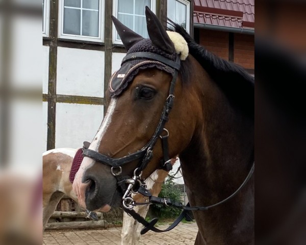 horse Donowan (polish noble half-breed, 2010, from Lord)