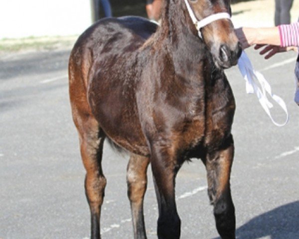 horse Trefaes Arbennig (Welsh-Cob (Sek. D), 2019, from Pennal Carwyn)