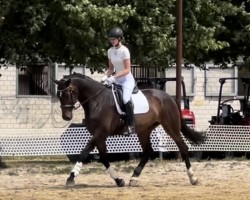 dressage horse Spurzel (German Sport Horse, 2020, from Secret)