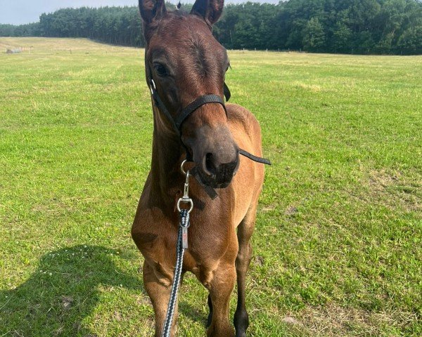 foal by Mirabell AP (Oldenburg show jumper, 2024, from Monte Bellini)