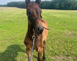 foal by Mirabell AP (Oldenburg show jumper, 2024, from Monte Bellini)