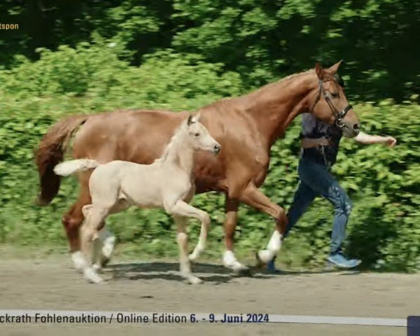 Fohlen von Quick Response de Cologne (Hannoveraner, 2024, von Qaside Md)