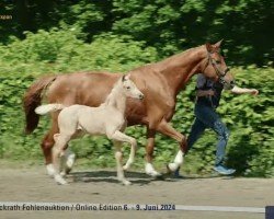 foal by Quick Response de Cologne (Hanoverian, 2024, from Qaside Md)