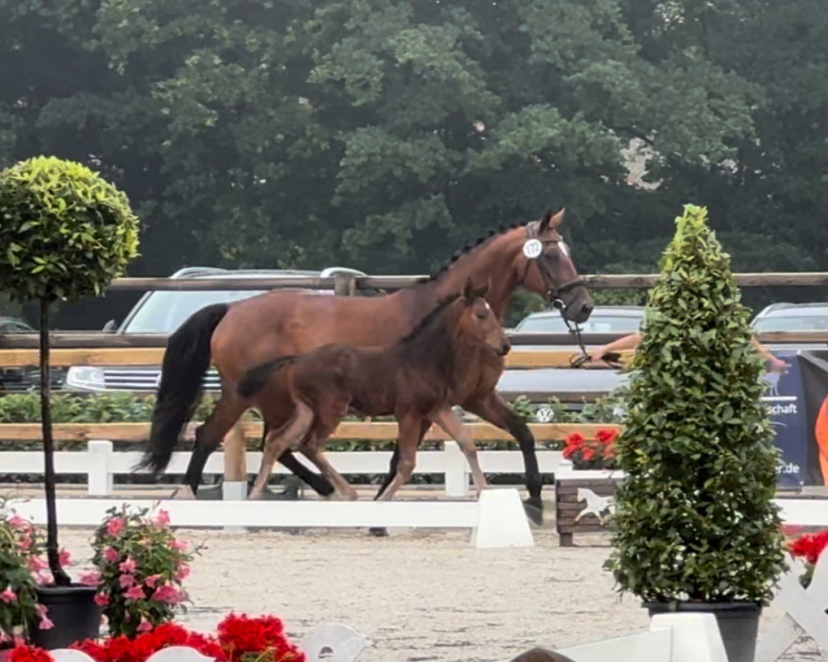 Springpferd Lyria G (Westfale, 2024, von OGANO)