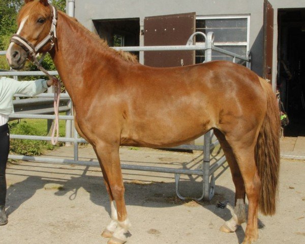 Zuchtstute Aberdeen JF (Deutsches Reitpony, 2016, von Golden Atreju)