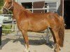 broodmare Aberdeen JF (German Riding Pony, 2016, from Golden Atreju)