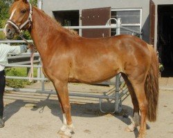 broodmare Aberdeen JF (German Riding Pony, 2016, from Golden Atreju)