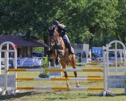 Springpferd Coppa D'oro (Deutsches Sportpferd, 2015, von Cristallo I)