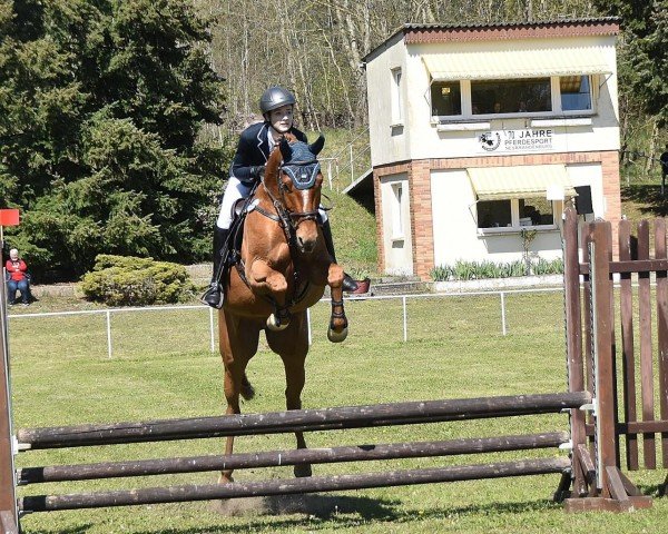 Springpferd Lujano (Mecklenburger, 2019, von Leevster)