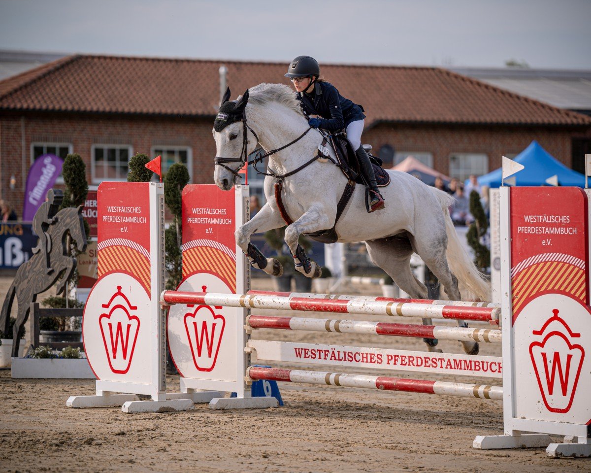 broodmare Katoo van het Haneweehof (Belgian Warmblood, 2010, from Quincerot van T L)