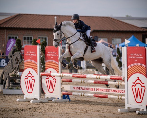 Zuchtstute Katoo van het Haneweehof (Belgisches Warmblut, 2010, von Quincerot van T L)