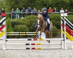 jumper Golden Eye 34 (German Riding Pony, 2004, from Golden Dream R)