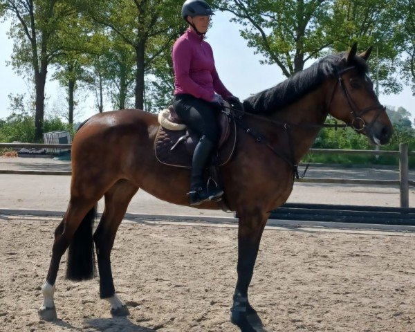 Springpferd Genevieve van Lage (Zangersheide Reitpferd, 2019, von Gaillard de La Pomme)